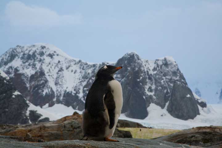 Young Gentoo penguin chick molting in Antarctica