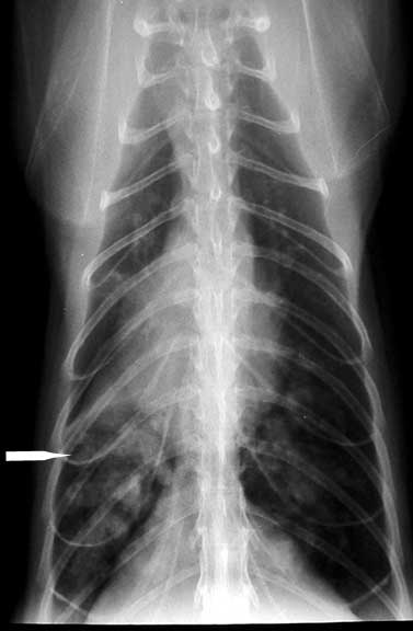 Xray of a Cat With Asthma