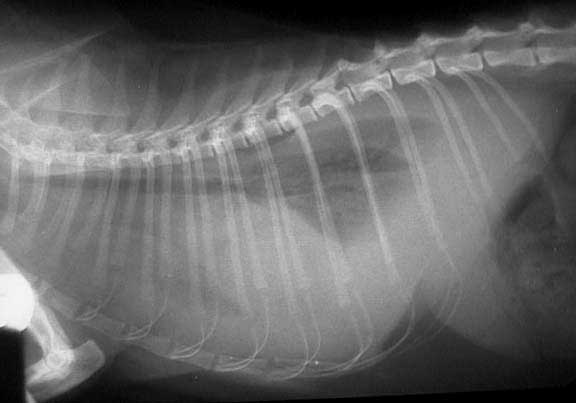 Xray of a Cat With Fluid in the Chest