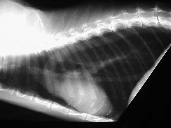 Normal Cat Chest Xray