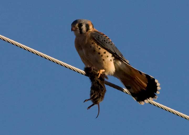 Male kestrel with mouse in Harbor Springs northern Michigan