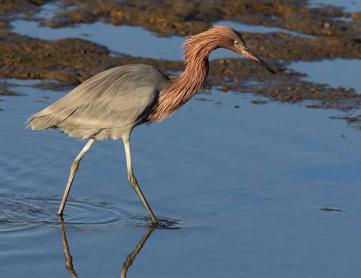 Reddish egret looking for fish in the water at Bolsa Chica Conservancy in Huntington Beach CA