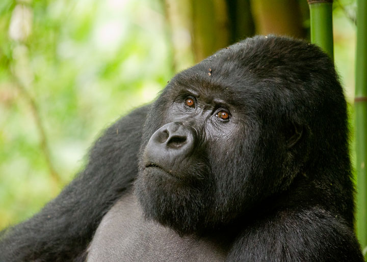 Male silverback gorilla in Volcanoes National Park Rwanda