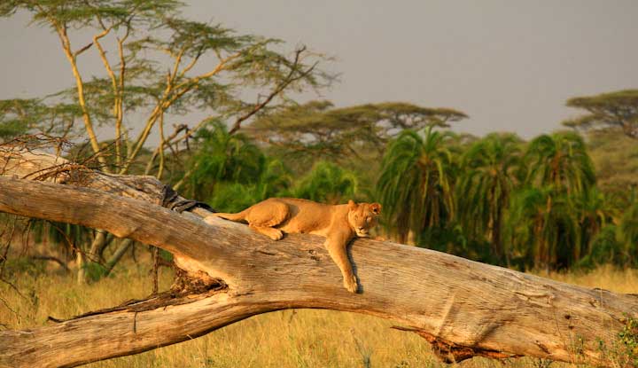 Resting lioness female on a log in Serengeti National Park Tanzania