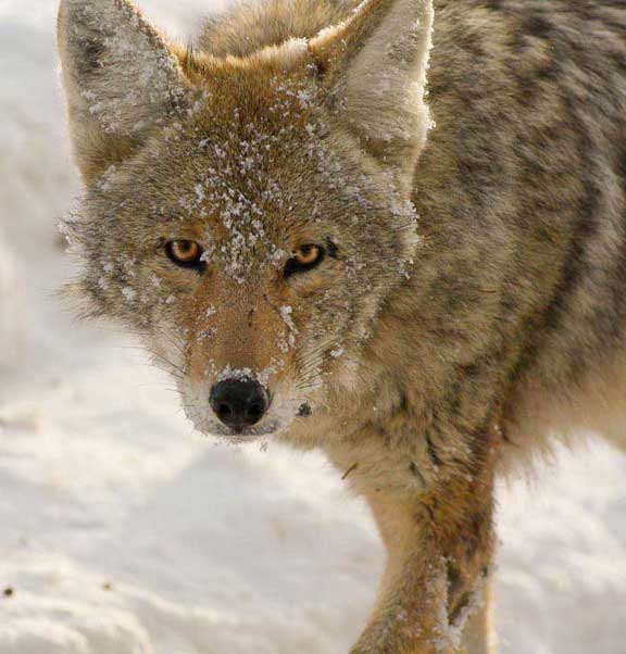 Coyote in Yellowstone National Park Wyoming in winter