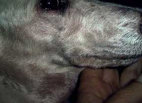 Redness on muzzle of a dog with skin allergy