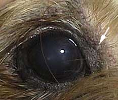 Dark pigmentation around eye due to chronic skin allergy