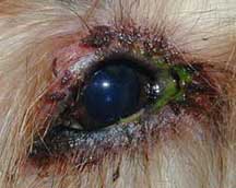 Inflamed right eye of a dog with conjunctivitis due to an allergy