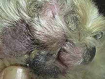 Inflamed bottom of the foot of a dog with chronic atopy