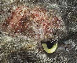 Cat with excoriated skin above right eye