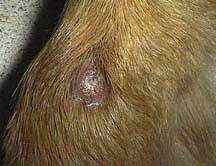 Front leg with hair missing on a dog with a lick granuloma