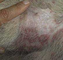 Hair loss and infected skin of a dog with pyoderma