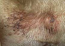 Inflamed skin on a pit bull