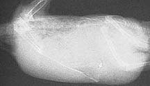 X-ray of a bird with fluid in its abdomen