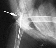 The arrow point to a catheter in the tibia tarsal bone in this bird X-ray