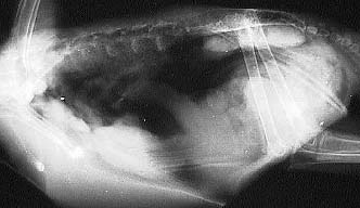 X-ray of a bird laying on its side showing the internal organs