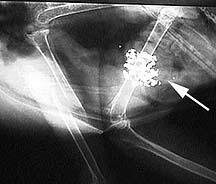 Arrow pointing to lead in the gizzard of a bird x-ray