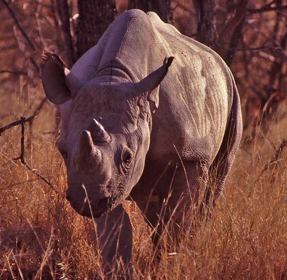 Endangered black rhino Hwange National Park Zimbabwe