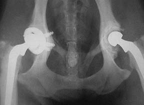 X-Ray of dog with total hip replacement