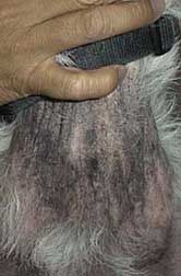 Dog with chronic hair loss at neck