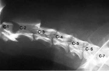 X-Ray of the cervical vertebrae in the dog