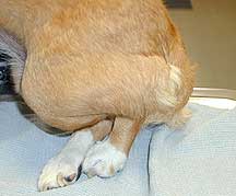 Dog with paralyzed rear legs