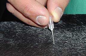 Pinching the skin with a tiny needle