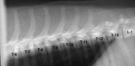 X-Ray of the thoracic vertebrae in the dog