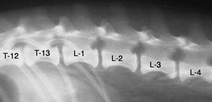 X-Ray of the lumbar vertebrae in the dog