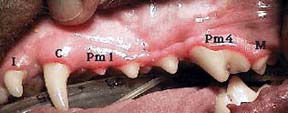 Canine Tooth Anatomy