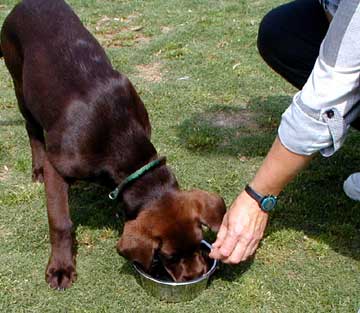 Pup eating from bowl