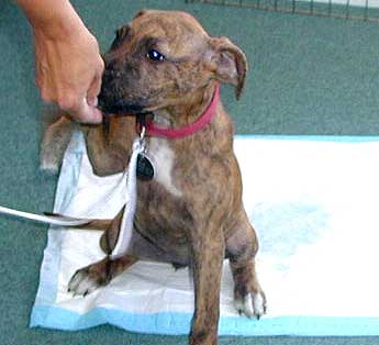 Puppy at potty training area