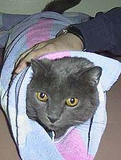 Wrapping towel of cat's body