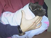 Holding cat with towel wrapped around it