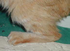 Rear leg of a cat that is putting weight on its ankle and not its foot