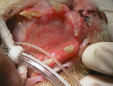 Inflamed Mouth