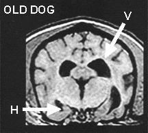 MRI of dog brains