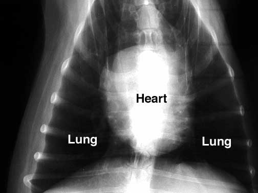 Diaphragm Of The Heart. Normal dog heart and lungs top