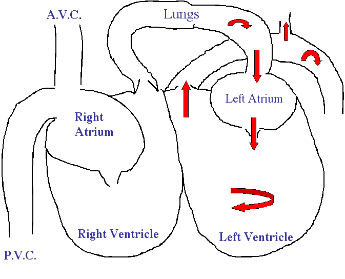 Diagram of blood flow into the left side of the heart