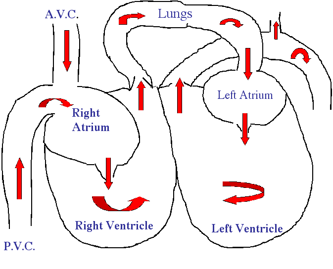 Diagram of blood flow into right and left hearts
