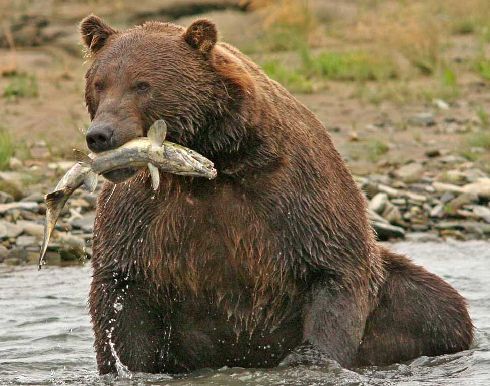 Grizzly fishing