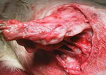 Infected tissue at the wound