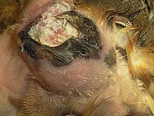 Necrotic area on the face
