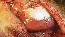 Healthy tissue where wound was
