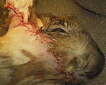 Abscess sutured shut