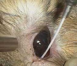Rabbit tear duct being flushed