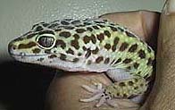 Face of gecko in nurse's hand