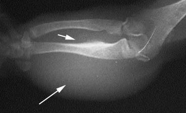 X-ray of an iguana with a swollen forearm showing the swelling radiographically