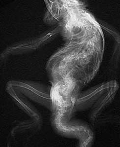 X-ray of the iggie with the severely deformed spine