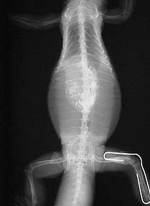 X-ray of a tegu with a splint on the right rear leg